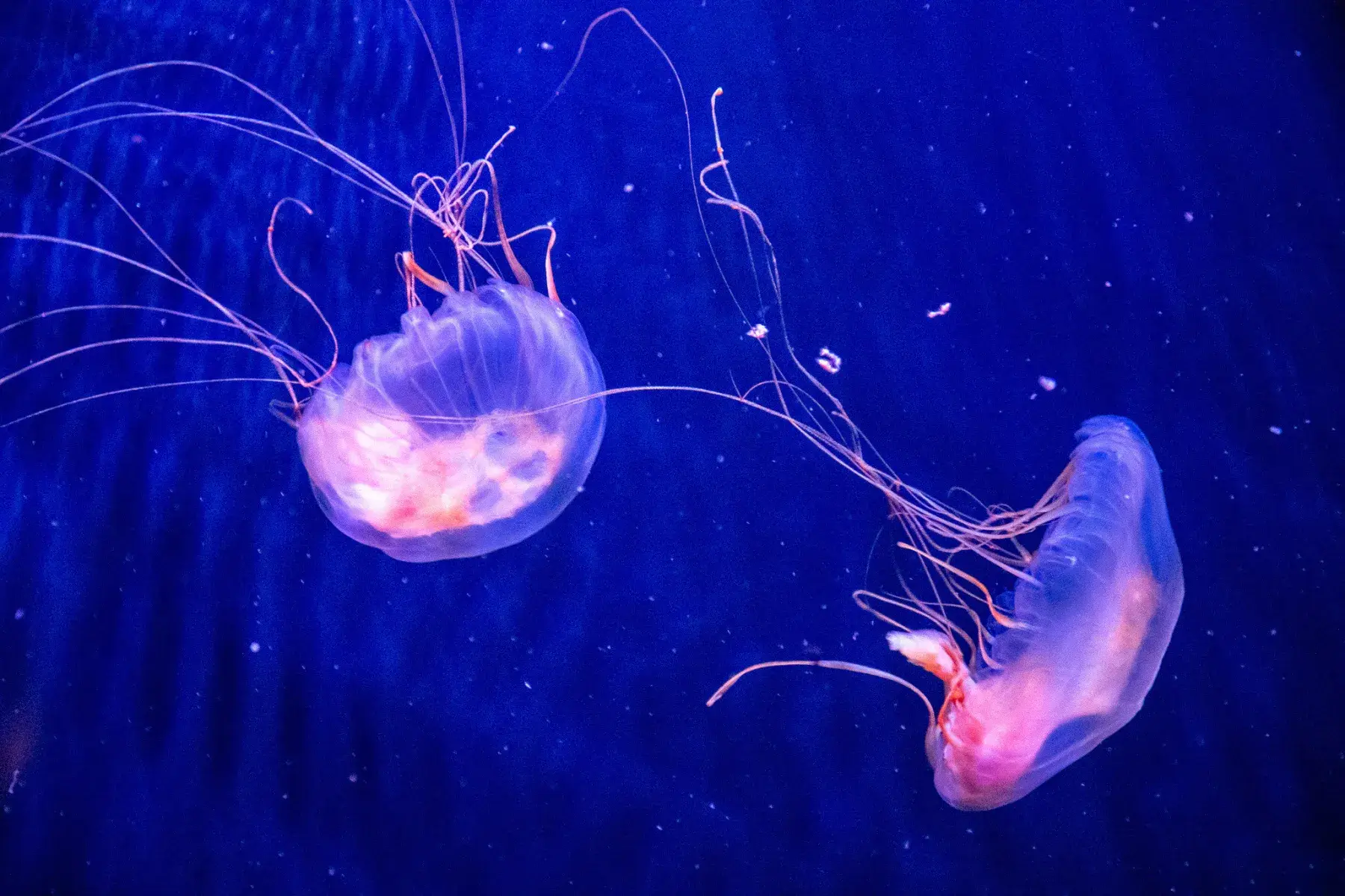 Graceful Jellyfish in Motion
