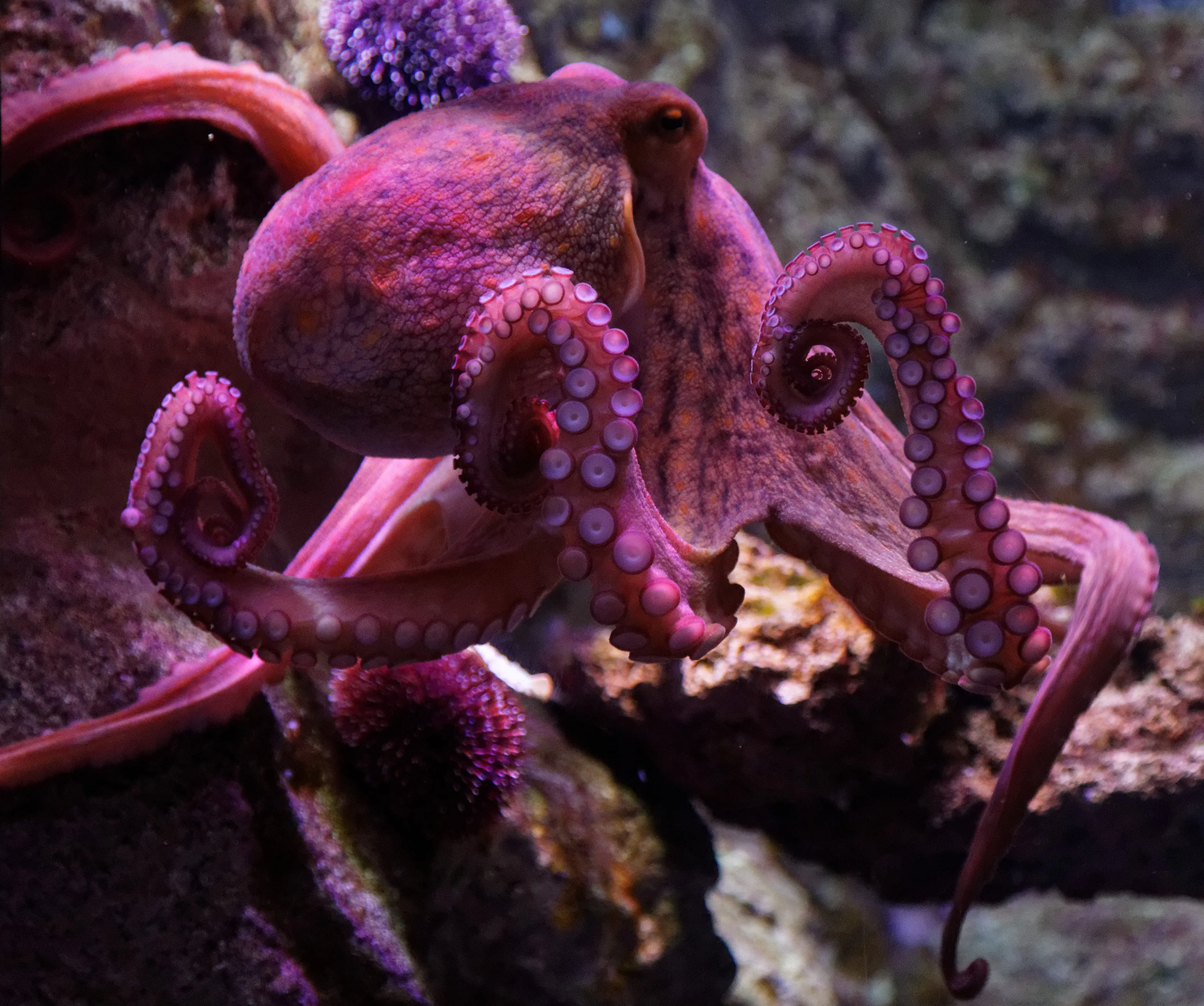 Graceful Octopus in Motion